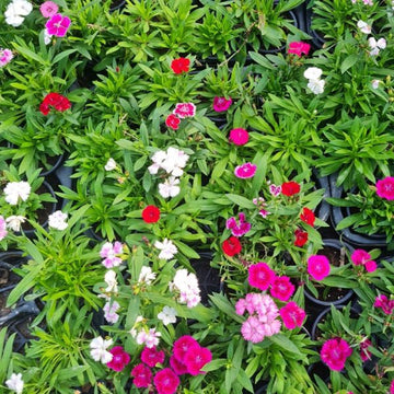 Dianthus 25 Plants